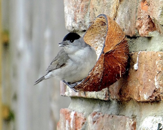 blackcap